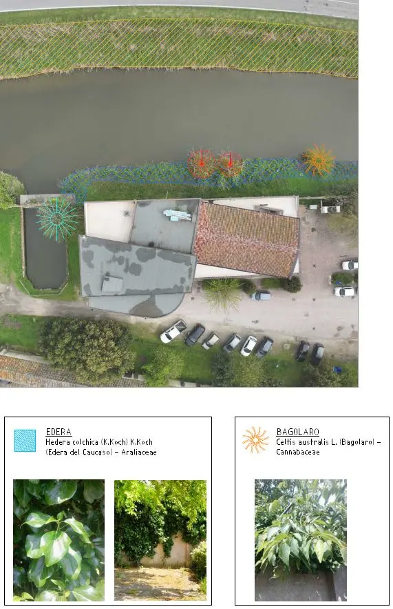 Rilievo dendrologico: mappa fotogrammetrica delle essenze arboree e schede di Edera del Caucaso e Bagolaro